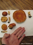 Gymnopilus humicola image