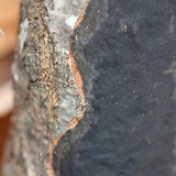 Diatrype stigma image