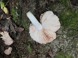 Pluteus petasatus image