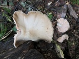 Pluteus petasatus image