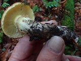 Suillus caerulescens image