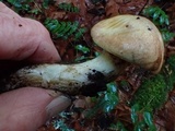 Suillus caerulescens image