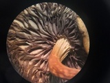 Hypholoma capnoides image