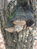 Phellinus tremulae image