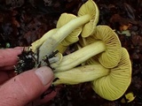 Tricholoma sulphureum image
