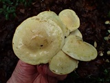 Tricholoma sulphureum image