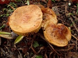 Tricholoma sulphureum image