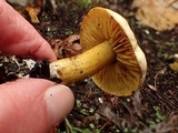 Tricholoma sulphureum image