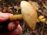 Tricholoma sulphureum image