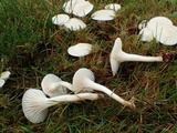 Cuphophyllus virgineus image
