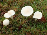 Cuphophyllus virgineus image