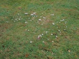 Cuphophyllus virgineus image