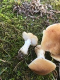 Armillaria gallica image