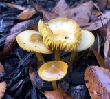 Hygrocybe psittacina var. perplexa image