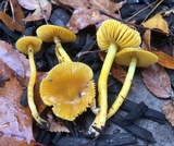 Hygrocybe psittacina var. perplexa image
