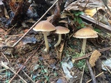 Psathyrella piluliformis image