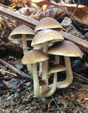 Psathyrella piluliformis image