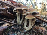 Psathyrella piluliformis image
