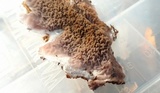 Serpula himantioides image