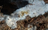Serpula himantioides image