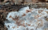 Serpula himantioides image