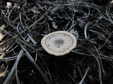 Coltricia perennis image