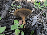 Coltricia perennis image