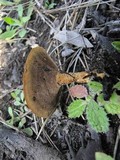 Coltricia perennis image