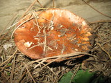Tricholoma fracticum image