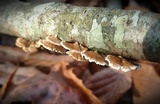 Plicaturopsis crispa image