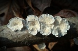 Plicaturopsis crispa image