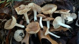 Hygrocybe colemanniana image