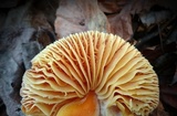 Hygrocybe punicea image