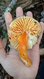 Hygrocybe punicea image
