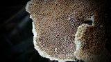 Trametopsis cervina image