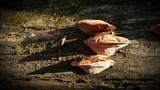 Rhodofomes cajanderi image