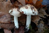 Hygrophorus roseobrunneus image