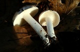 Hygrophorus roseobrunneus image
