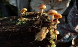 Xeromphalina cauticinalis image