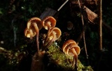 Xeromphalina cauticinalis image