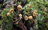 Xeromphalina cauticinalis image