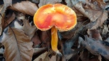 Hygrocybe punicea image