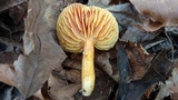 Hygrocybe punicea image