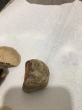 Fomes excavatus image