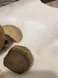 Fomes excavatus image