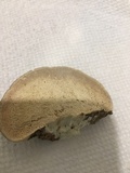 Trametes gibbosa image