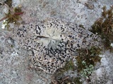 Lasallia papulosa image