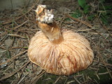 Tricholoma fracticum image