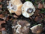 Russula cerolens image