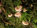 Micromphale arbuticola image